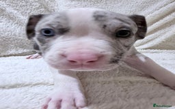 American Bully dogs for sale: Abkc Pocket Bully X Abkc classic Bully puppies - Image 9