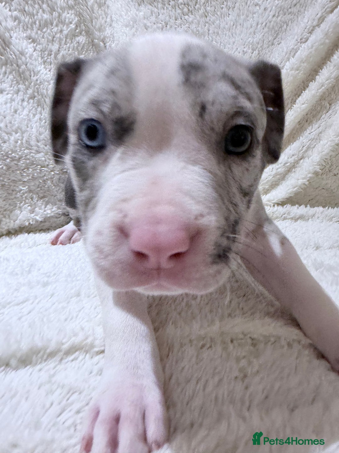 American Bully dogs for sale: Abkc Pocket Bully X Abkc classic Bully puppies - Image 9