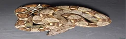 Boa Snake reptiles for sale: Boa constrictors Het IMG -VPI - AneryT1- RDR - Advert 4