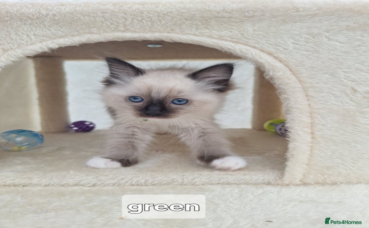 Ragdoll cats - Advert 8