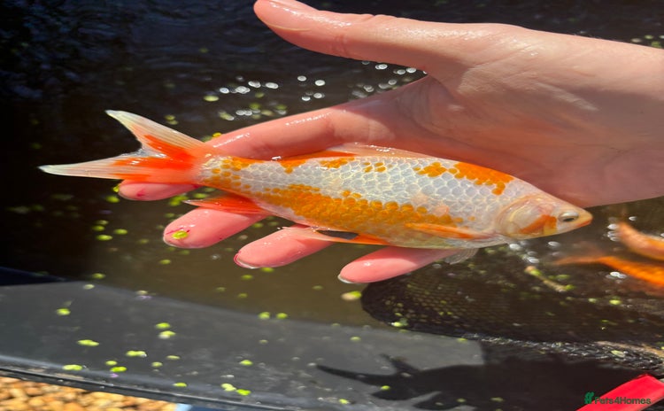 Goldfish fish in Stamford - Advert 2