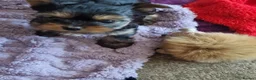 Yorkshire Terrier dogs for sale: Gorgeous Yorkshire Terrier Puppies Ready to go! 🐾 - Advert 7