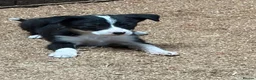 Border Collie dogs for sale: Absolutely stunning border collie puppies  - Advert 3