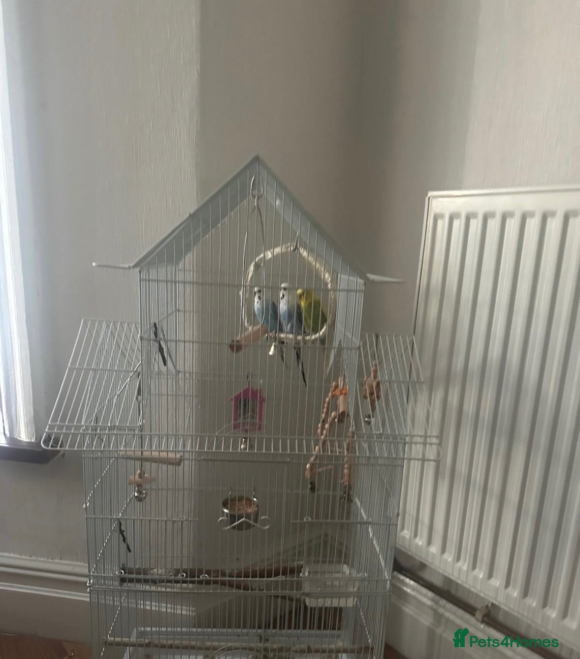 Budgerigars birds 🦜 3 Bonded Budgies Looking for a Loving Home - Advert 5
