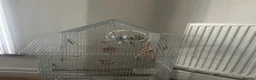 Budgerigars birds for sale: 🦜 3 Bonded Budgies Looking for a Loving Home in Nelson - Advert 1
