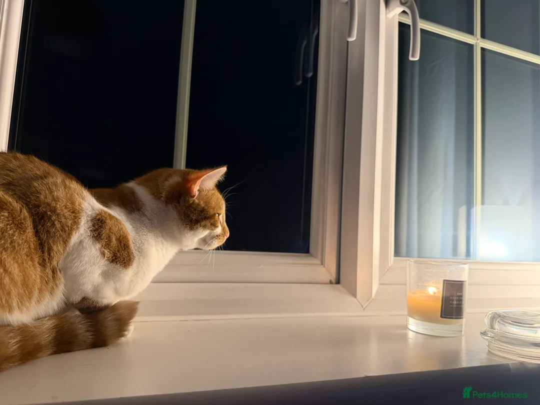 Mixed Breed cats for sale: Two beautiful kittens  - Advert 2