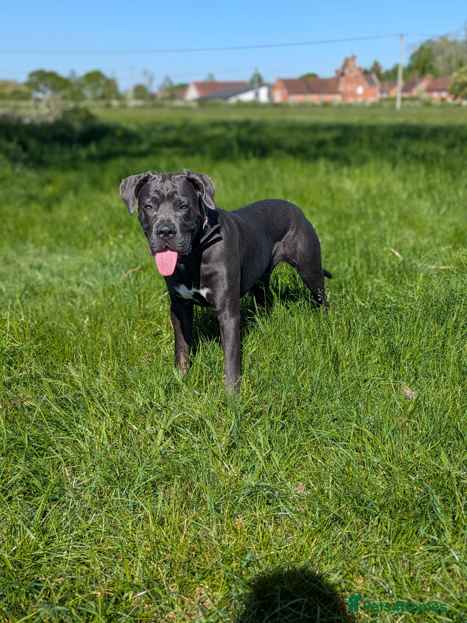 Mixed Breed dogs 8 months old cane corso x great dane  - Advert 2