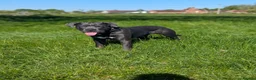 Mixed Breed dogs for sale: 8 months old cane corso x great dane  - Advert 1