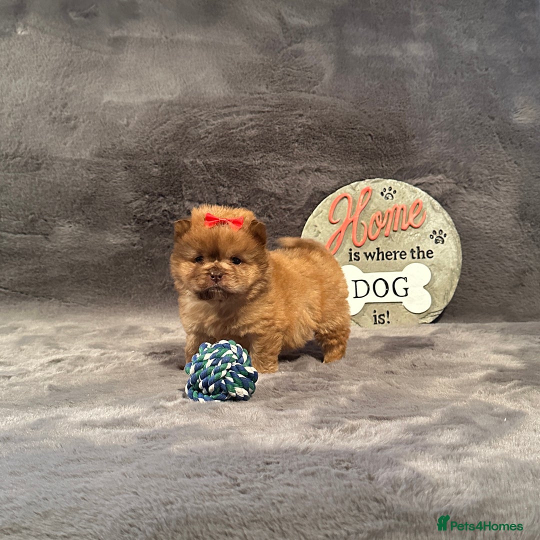 Chow Chow dogs for sale: Exotic colour Pure chow chow puppies for sale  - Image 23