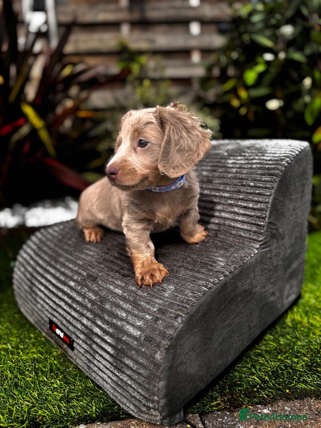 Miniature Dachshund dogs for sale: 💗 READY TO LEAVE - K.C MINIATURE DACHSHUND 💗 - Image 15