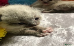 Ragdoll cats for sale: Ragdoll kittens  - Image 17