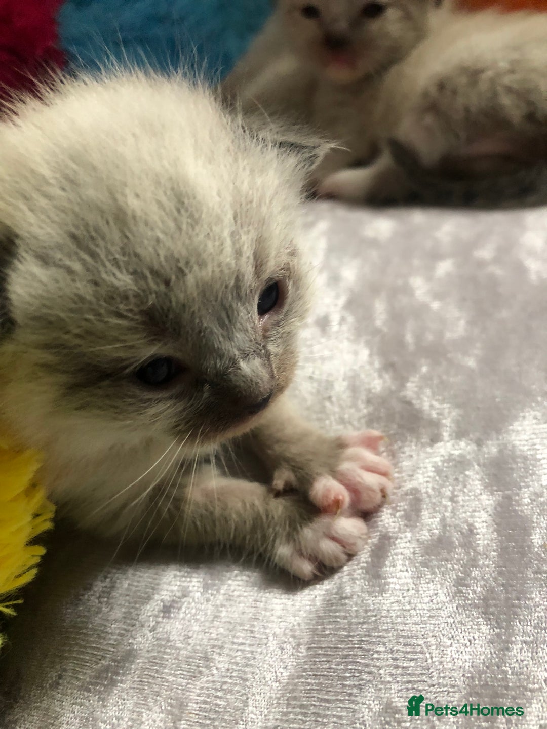 Ragdoll cats for sale: Ragdoll kittens  - Image 17