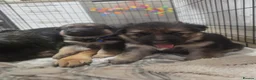 German Shepherd dogs for sale: German Shepherd Pups in Newcastle - Advert 10
