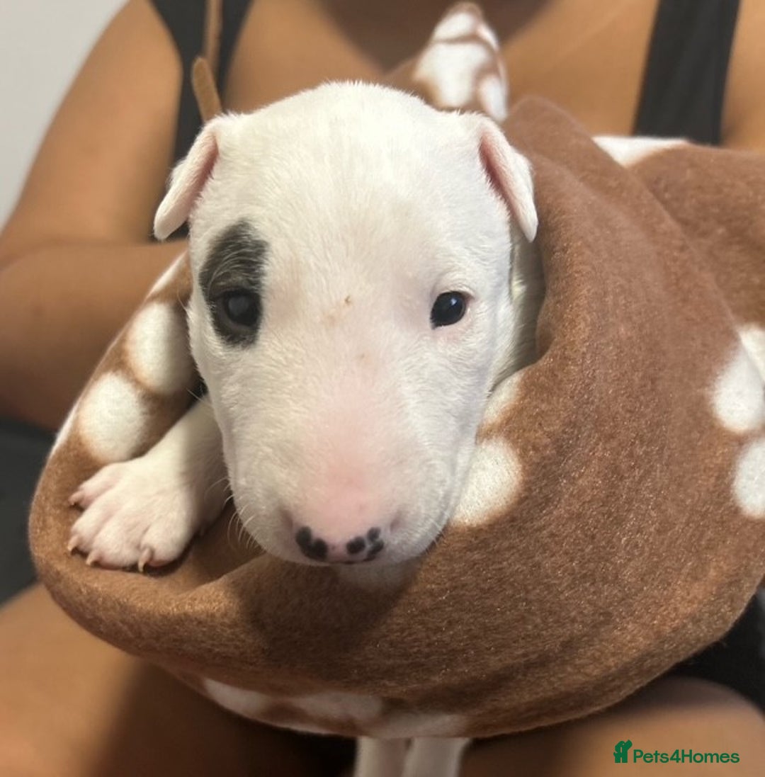 Bull Terrier dogs for sale: Bull Terrier Puppies - Image 2