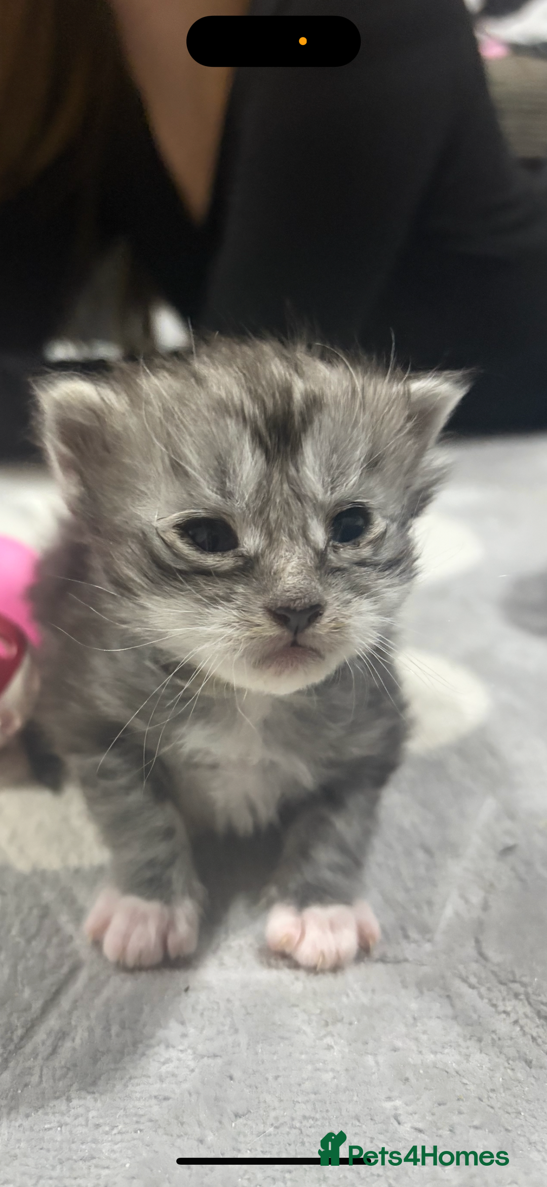 Maine Coon cats for sale: Beautiful Black/silver mackerel  tabby Maine coons - Advert 15