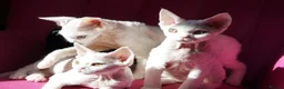Devon Rex cats for sale: White Female Kitten Available 🤍 - Advert 9