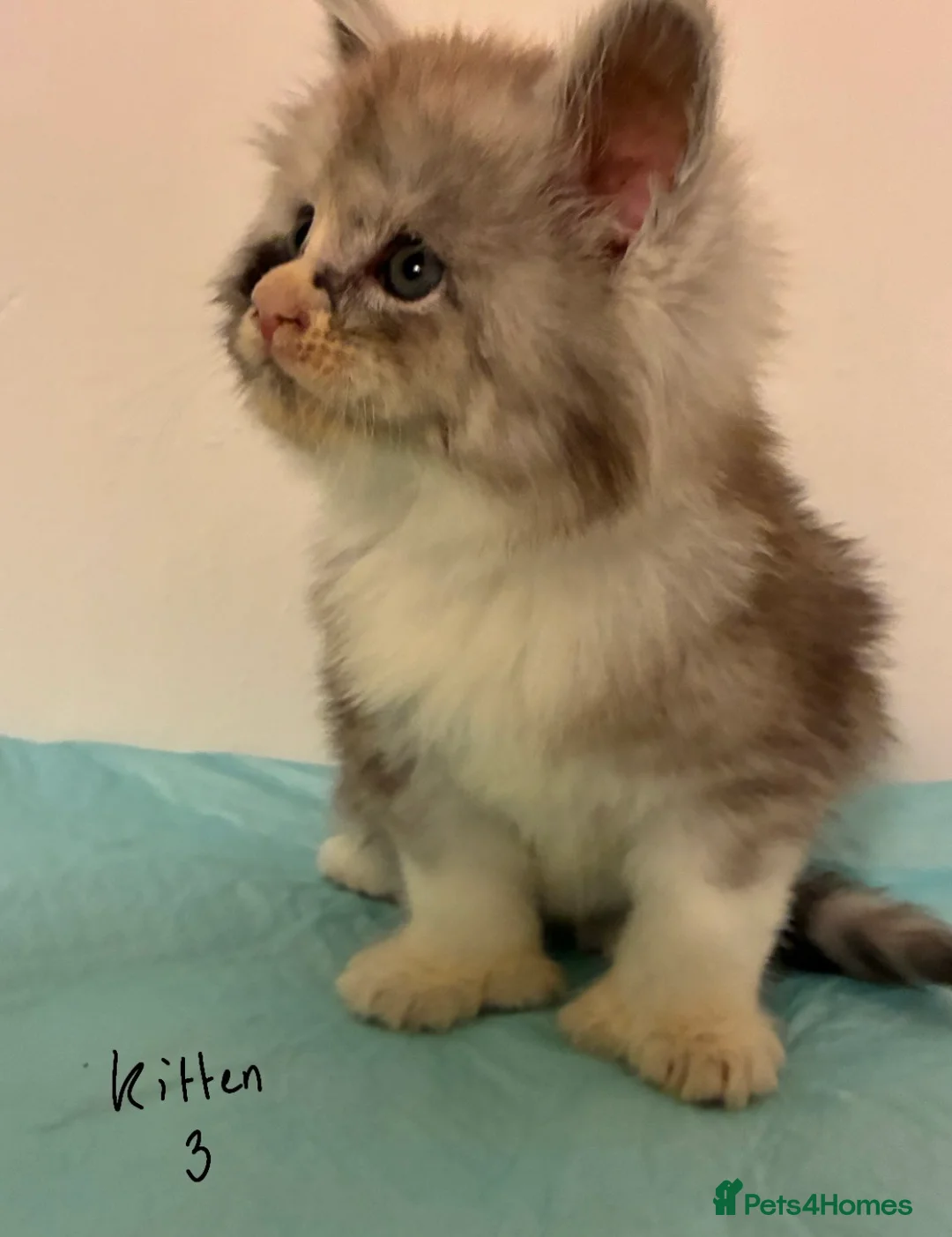 Maine Coon cats for sale: Polydactyl Maine Coon Kittens — TICA Registered  - Advert 7