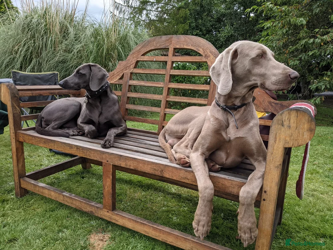Weimaraner dogs for sale: As on TV: KC Reg Working Weim BLUE and SILVER - Advert 12