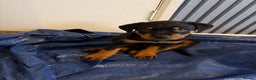 Mixed Breed dogs for sale: Beautiful chunky 3/4 Rottweiler 1/4 sharpei pups  - Advert 19