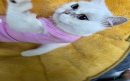British Shorthair cats for sale: Champion lines for adoption  - Image 7