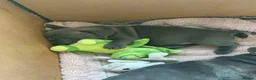 French Bulldog dogs for sale: Beautiful French Bulldog Puppies - Advert 3