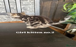 Mixed Breed cats for sale: Adorable girls are ready to meet their people! - Image 5
