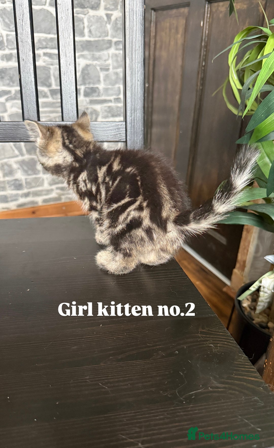 Mixed Breed cats for sale: Adorable girls are ready to meet their people! - Image 5