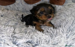 Yorkshire Terrier dogs for sale: 💕🐾Adorable PEDIGREE YORKSHIRE TERRIER Pups🐾💕  - Image 24