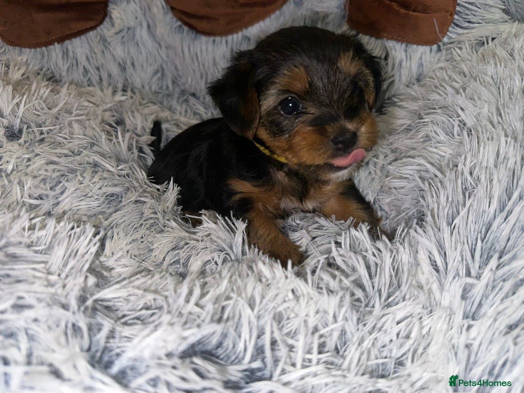 Yorkshire Terrier dogs for sale: 💕🐾Adorable PEDIGREE YORKSHIRE TERRIER Pups🐾💕  - Image 24