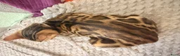 Bengal cats for sale: Friendly & Sociable Bengal Male Kitten  in London - Advert 5