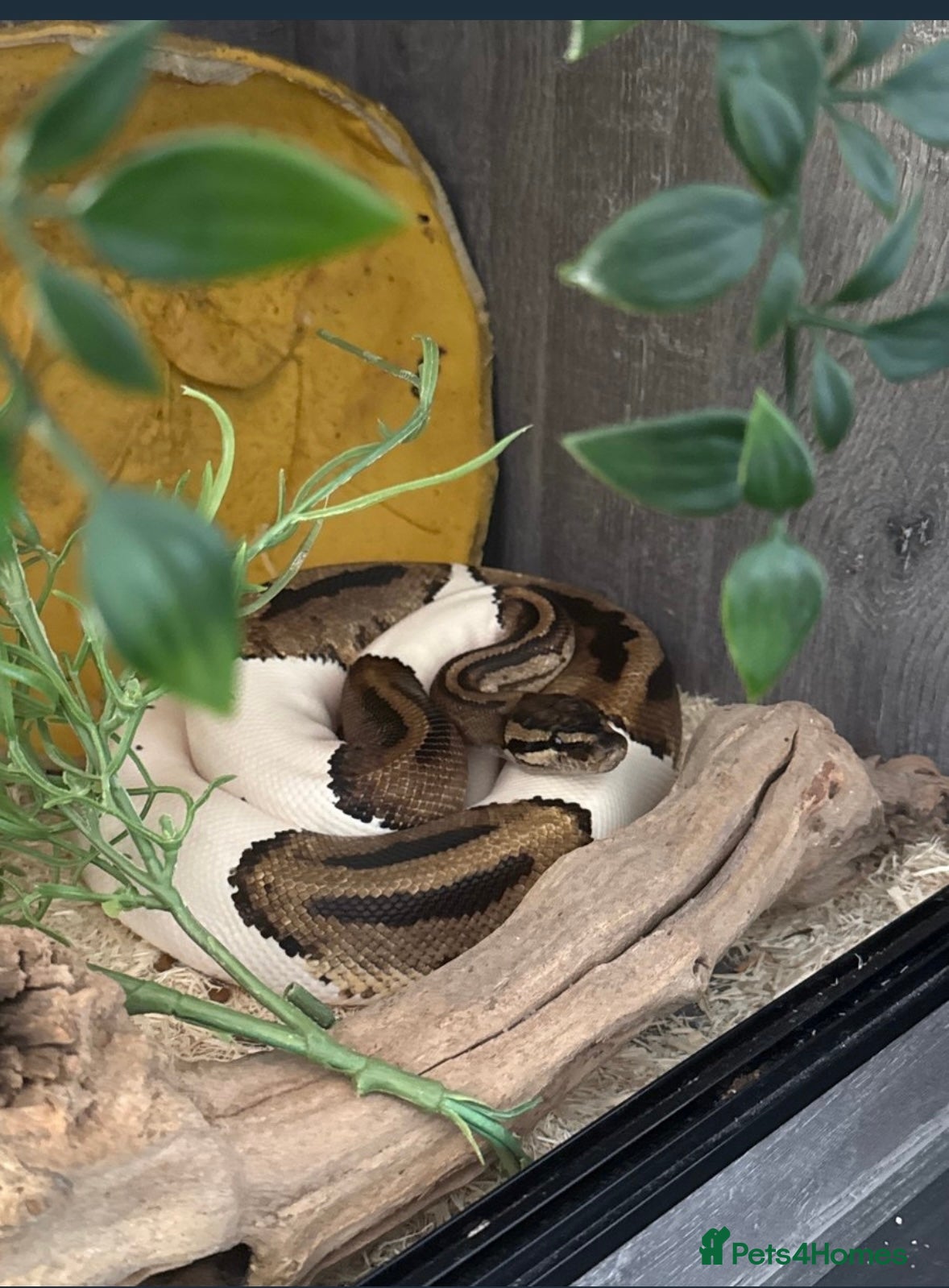 Python Snake reptiles 4x Ball Pythons  - Advert 1