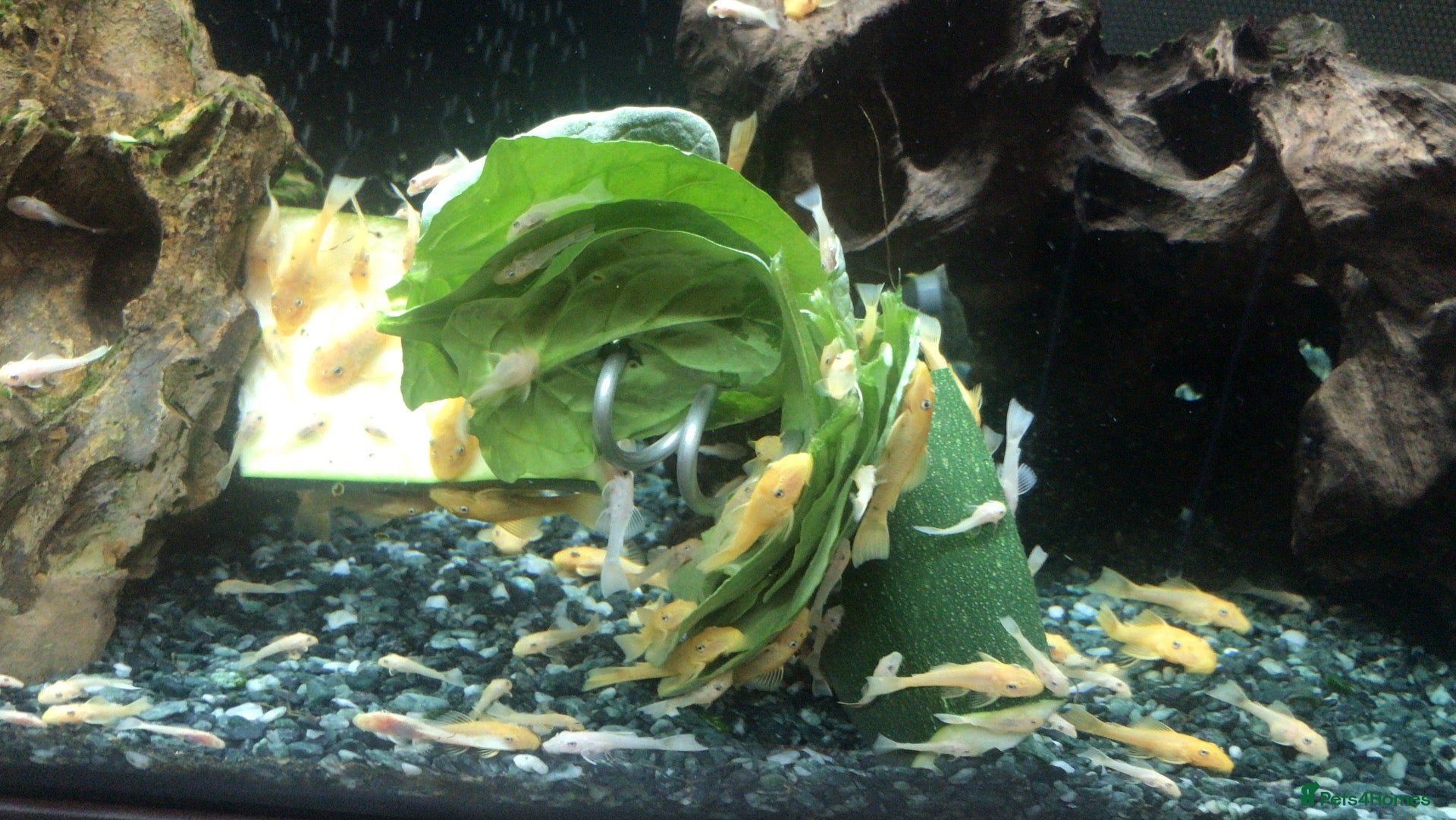 Plecos fish Blue-eye lemon Bristlenose pleco juveniles  - Advert 11