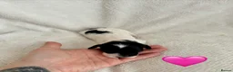 Cockapoo dogs for sale: F2B Parti/apricot miniature cockapoo puppies  in Swansea - Advert 17