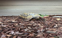 Tortoise reptiles for sale: Breeding hingebacks  - Image 3