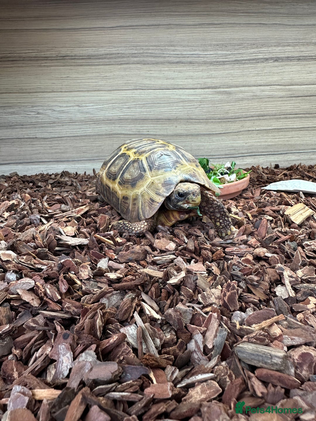 Tortoise reptiles for sale: Breeding hingebacks  - Image 3