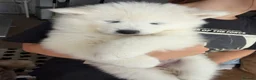 Samoyed dogs for sale: 🐾 Beautiful Samoyed Puppies Available 🐾 - Advert 8