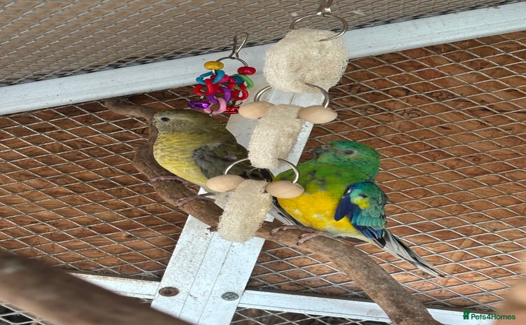 Parakeets birds - Advert 7
