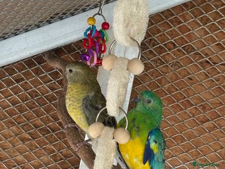 Parakeets birds - Advert 10