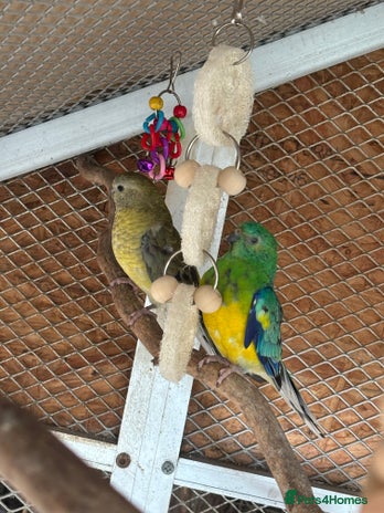 Parakeets birds - Advert 7