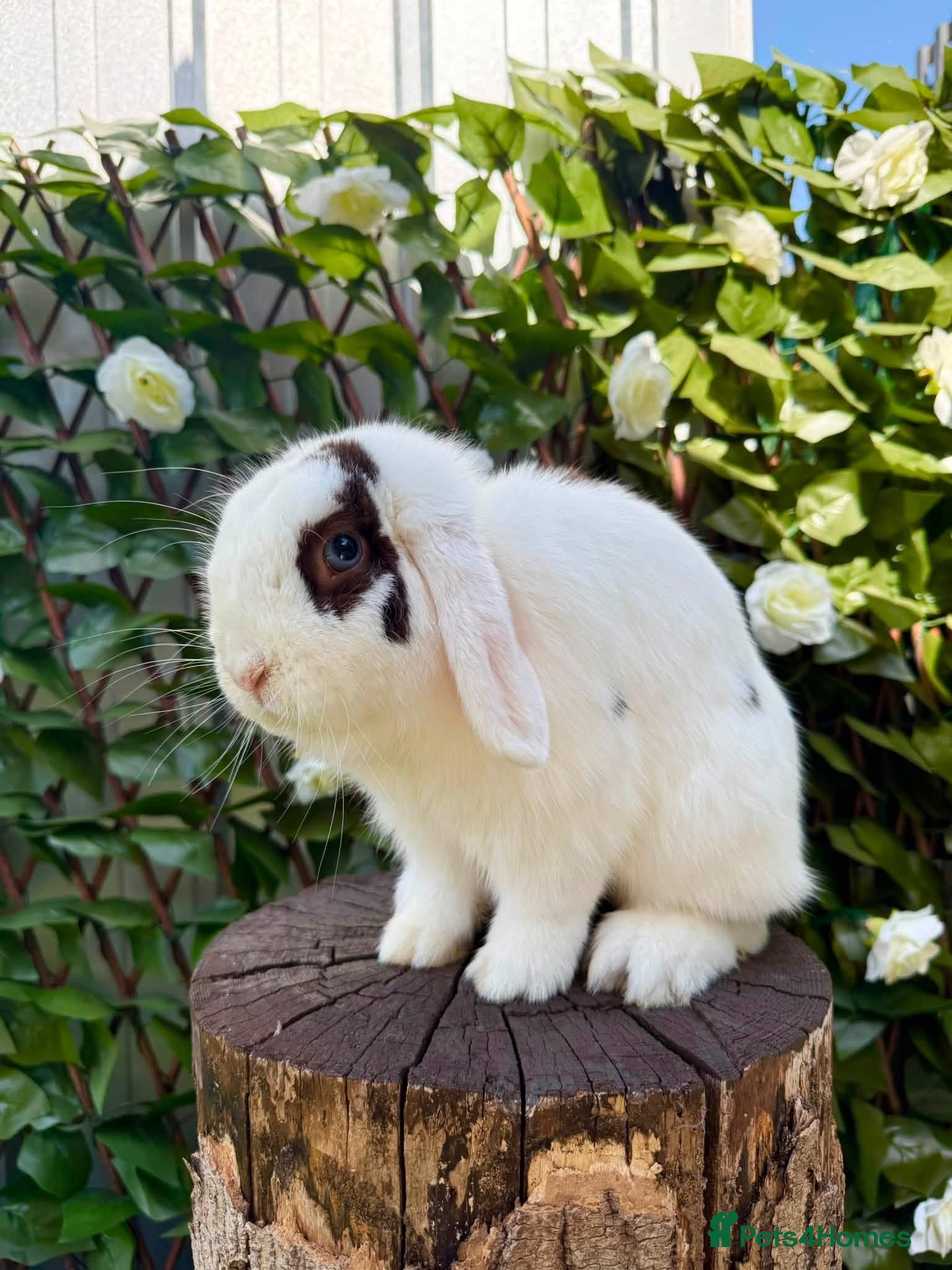 Mini Lop rabbits Male Mini Lop • Broken Choc VM - Advert 4