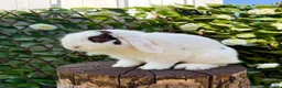 Mini Lop rabbits for sale: Two Mini Lops - Male & Female SEPARATELY  - Advert 3