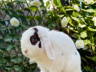 Mini Lop rabbits Male Mini Lop • Broken Choc VM - Advert 13