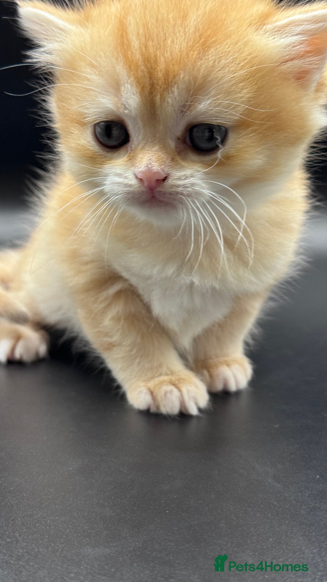 British Shorthair cats for sale: BSH GCCF GOLDEN AND BLUE KITTENS  - Image 2