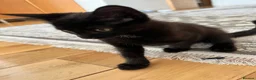 Mixed Breed cats for sale: Black kitten for sale - Advert 3