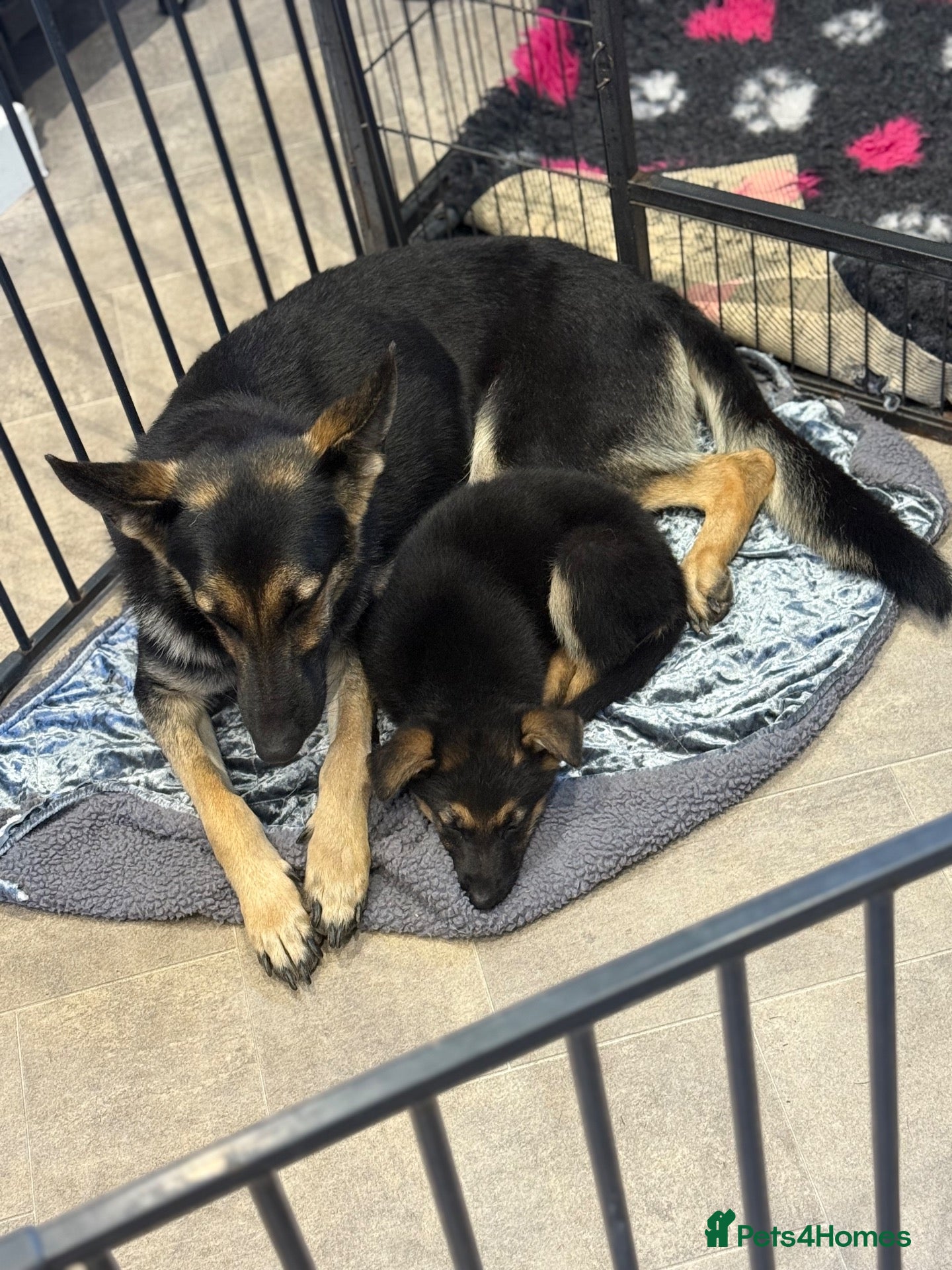 German Shepherd dogs LAST GIRL Short haired German shepherds  - Advert 1
