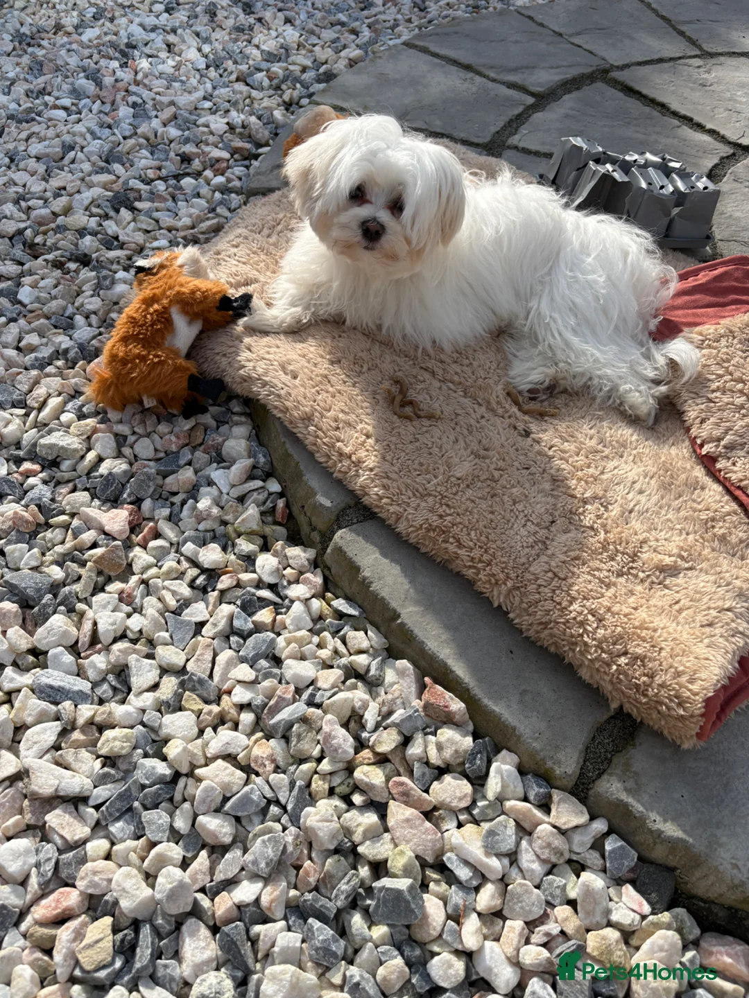 Maltese dogs for sale: Maltese puppy  - Advert 2