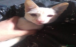 Siamese cats for sale: SIAMESE boy - Image 1