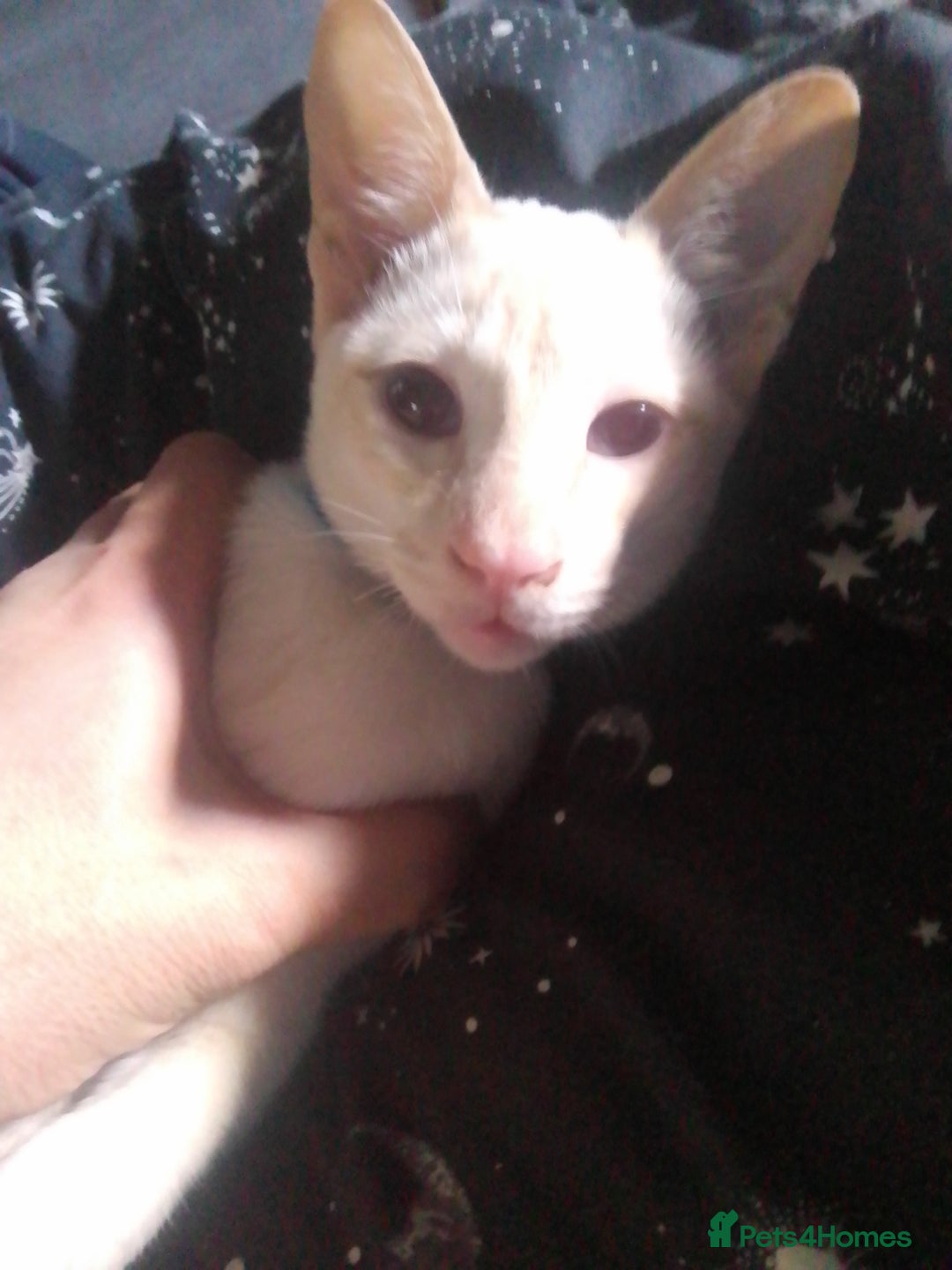 Siamese cats for sale: SIAMESE boy - Image 1