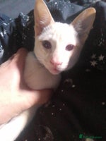 Siamese cats SIAMESE boy - Advert 5