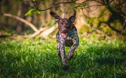 German Shorthaired Pointer dogs for stud: KC Registered German Shorthaired Pointer at Stud in Liverpool - Image 15